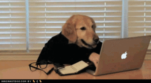 dog typing on laptop